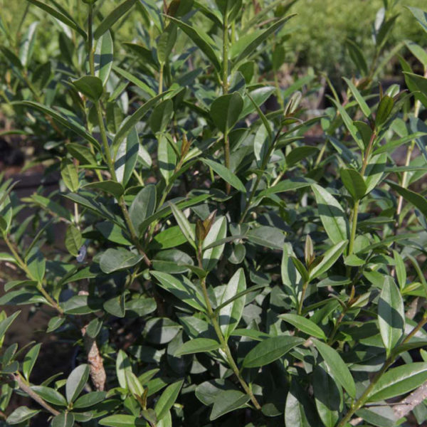 LIGUSTRUM vulgare Atrovirens'  Schwarzgrner Liguster | Baumschulen  Lehmann
